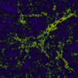 Large volume simulations of the large scale structure and galaxy formation